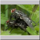 Sarcophaga carnaria - Fleischfliege 09.jpg